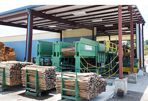 Accu-Placer infeed bins